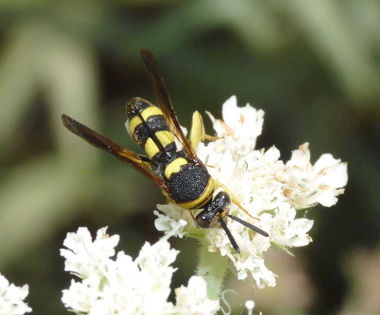 Piccolo Leucospis